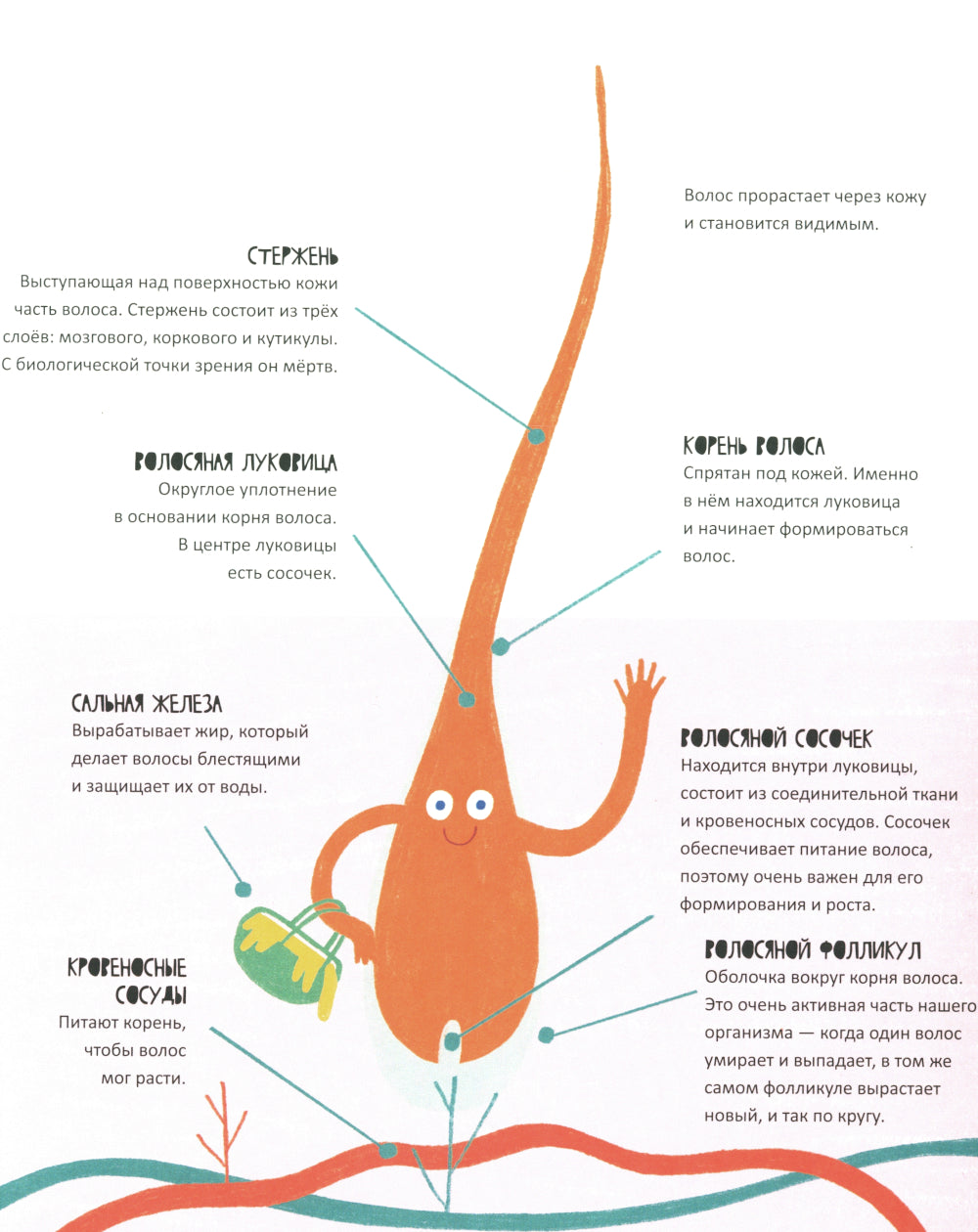 Тайная жизнь волос