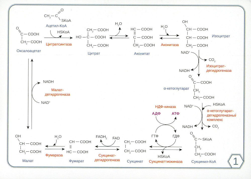 Биохимия. Основные метаболические пути организма человека (38 карточек)