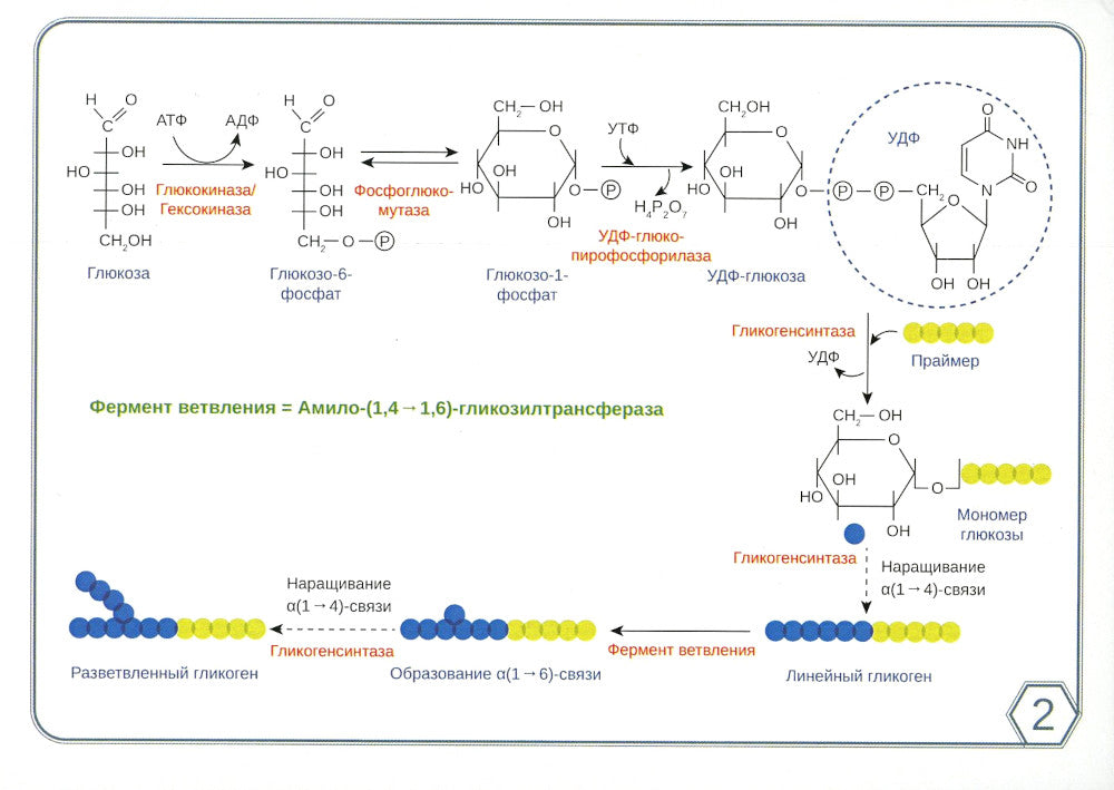 Биохимия. Основные метаболические пути организма человека (38 карточек)