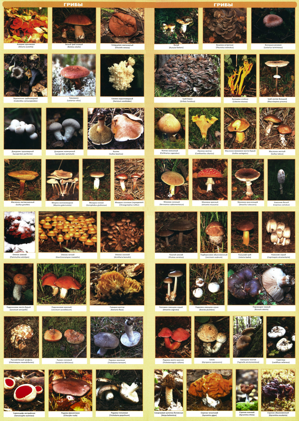 Готовим из дикоросов. Папоротники, водоросли, лишайники и грибы