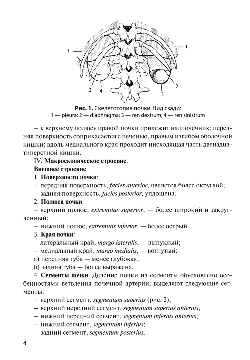 Анатомия органов мочеполовой системы: Учебное пособие. 13-е изд., перераб. и доп