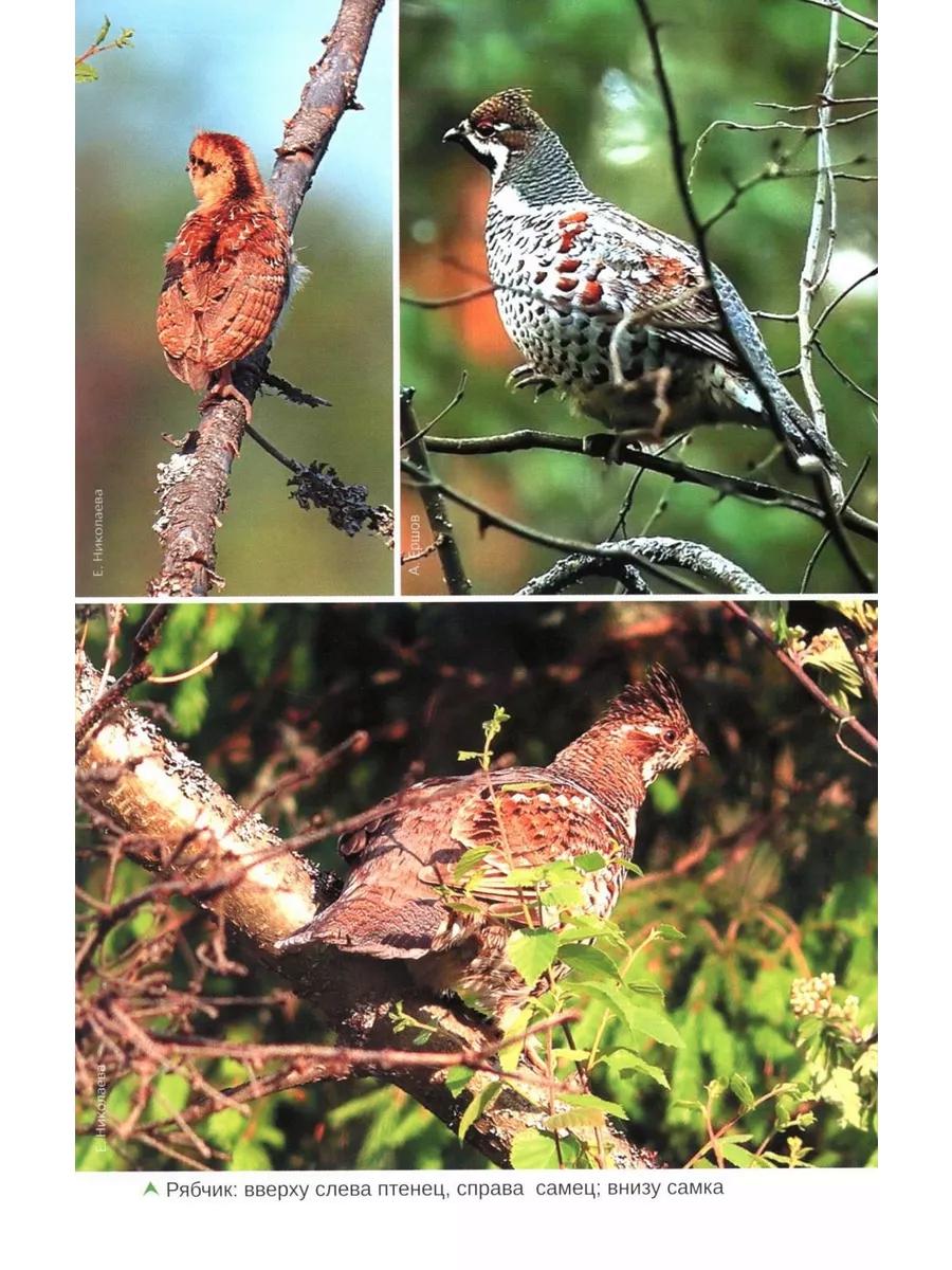 Птицы Северо-Запад: Фотоопределитель