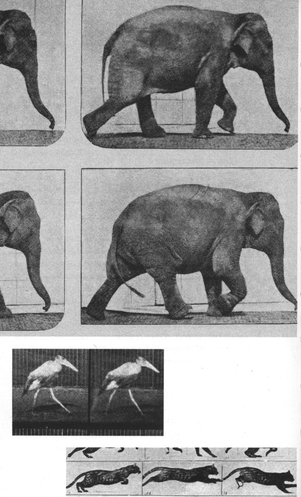 Зачем смотреть на животных? 2-е изд