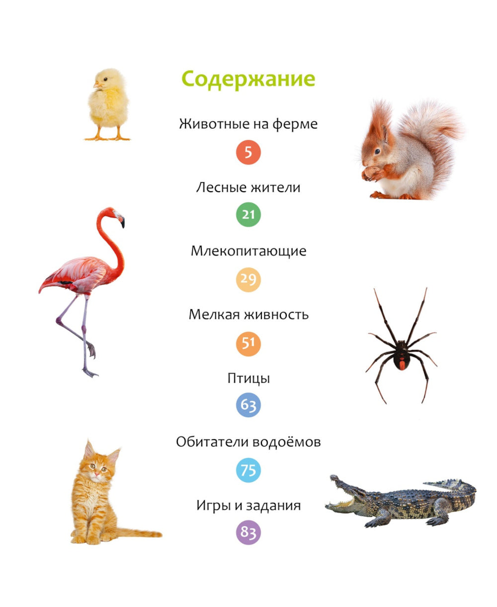 Животные разных стран