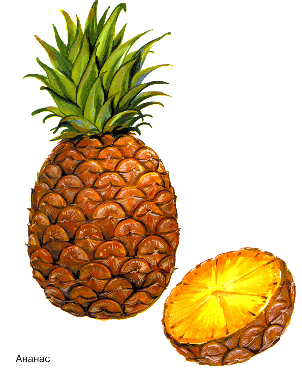 Фрукты в картинках. Наглядное пособие для педагогов, логопедов, воспитателей и родителей