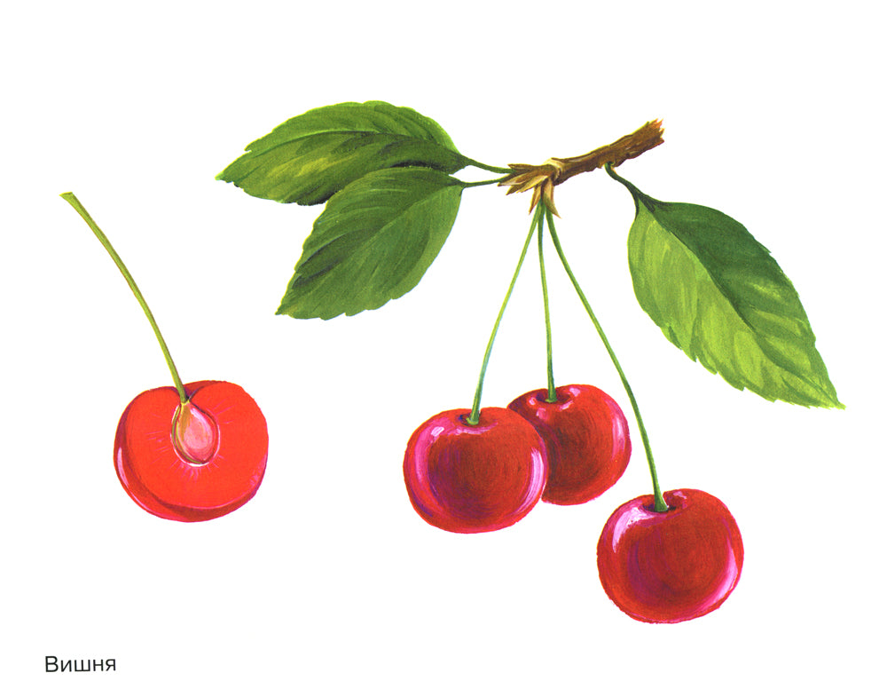 Фрукты в картинках. Наглядное пособие для педагогов, логопедов, воспитателей и родителей