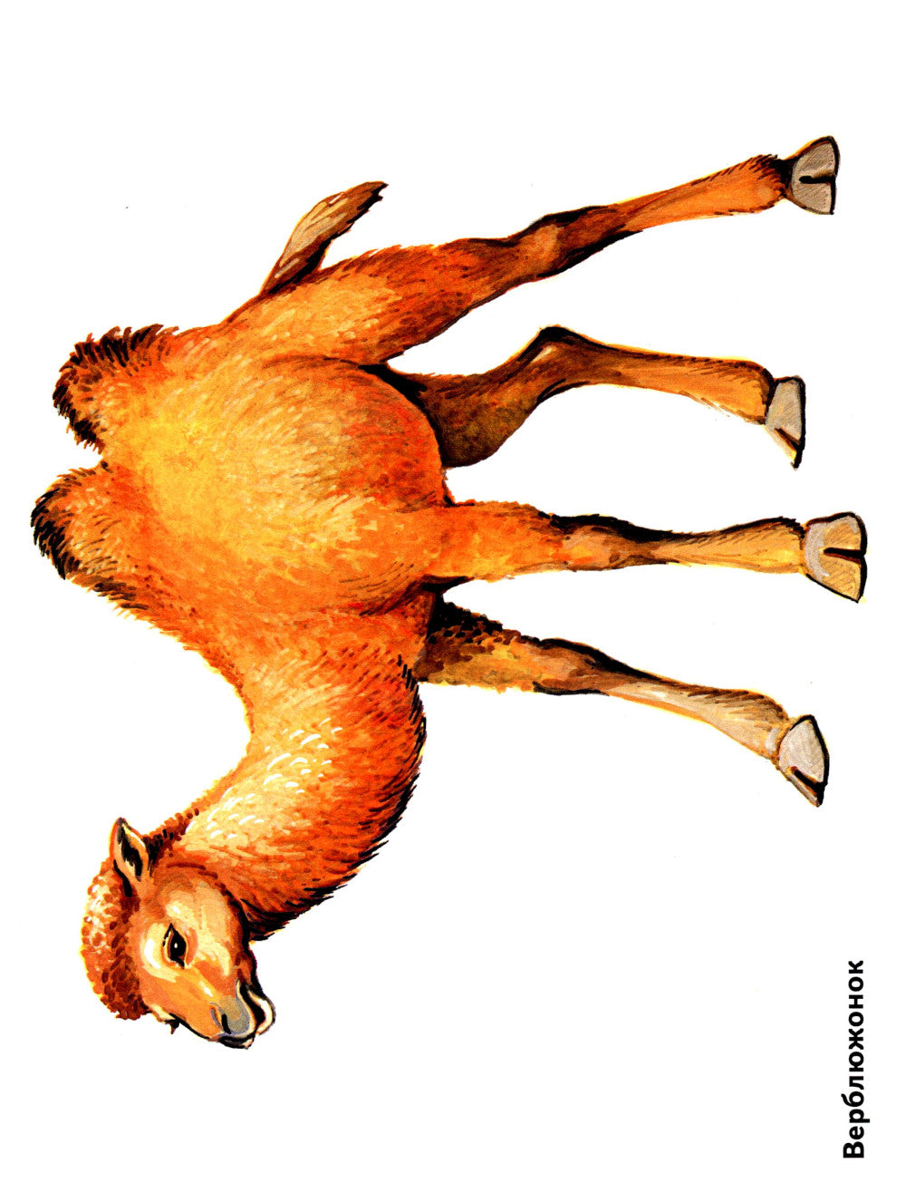 Les enfants de la maison sont dans les cartes. Offres spéciales pour les enseignants, les logopèdes, les hôpitaux et les hôpitaux