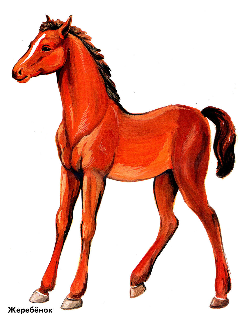 Les enfants de la maison sont dans les cartes. Offres spéciales pour les enseignants, les logopèdes, les hôpitaux et les hôpitaux