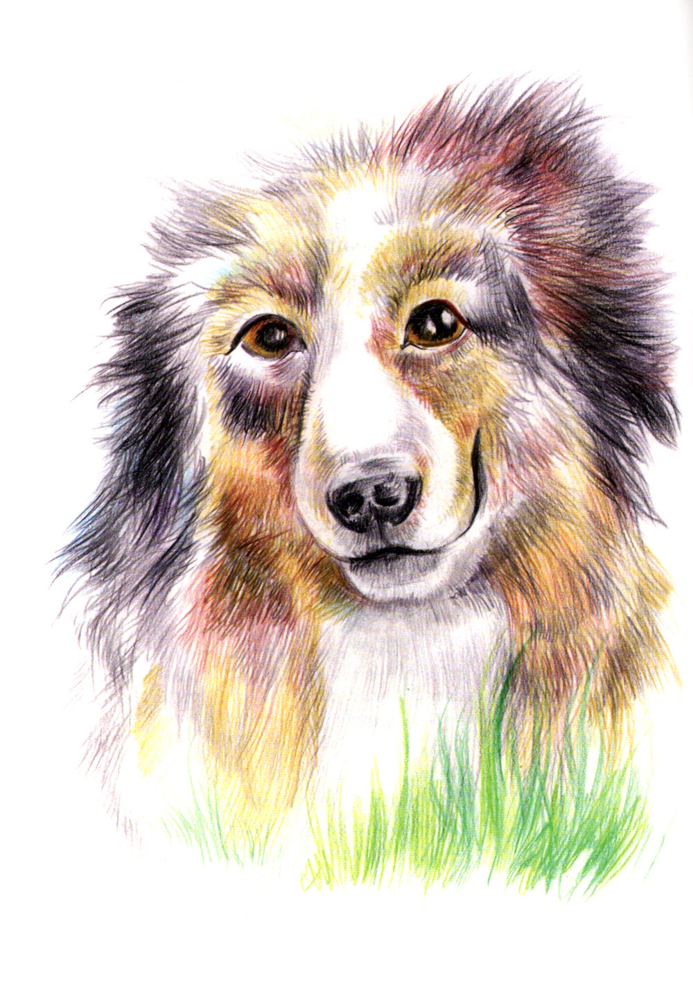 Детям о братьях наших меньших: сборник