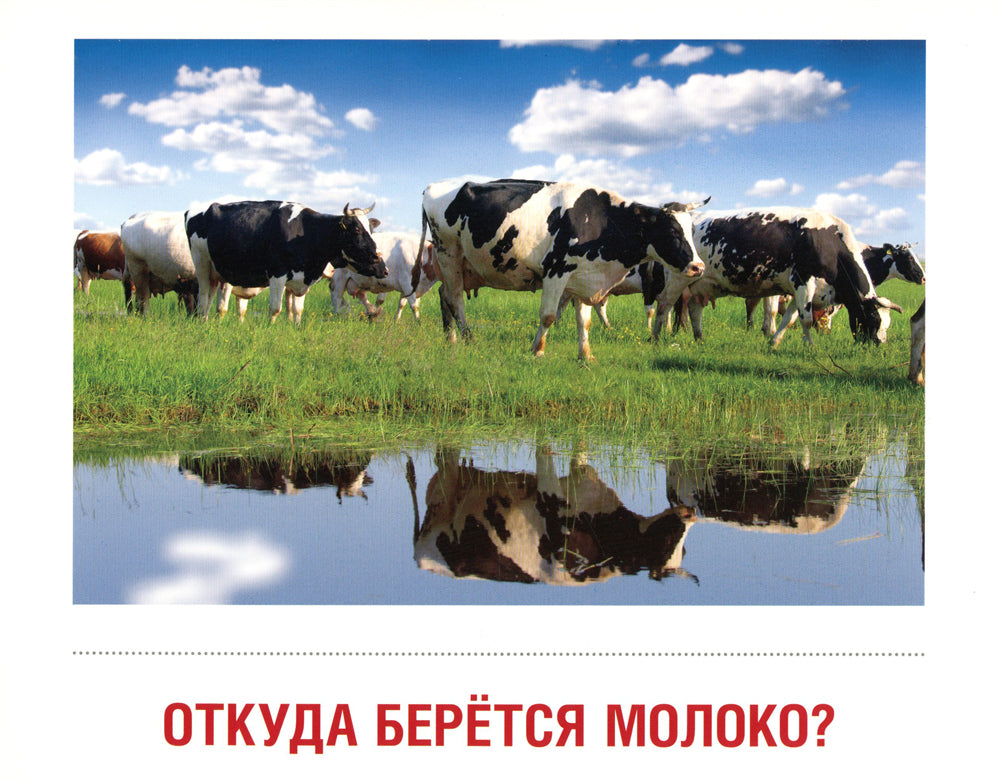 Демонстрационные картинки. Молоко и молочные продукты: 16 демонстрационных картинок с текстом