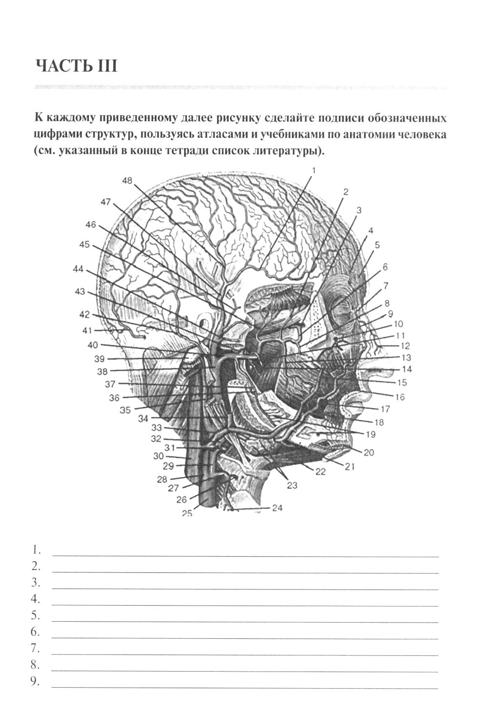 Анатомия человека. Сосуды и нервы органов головы и шеи. Рабочая тетрадь для сомостоятельной работы