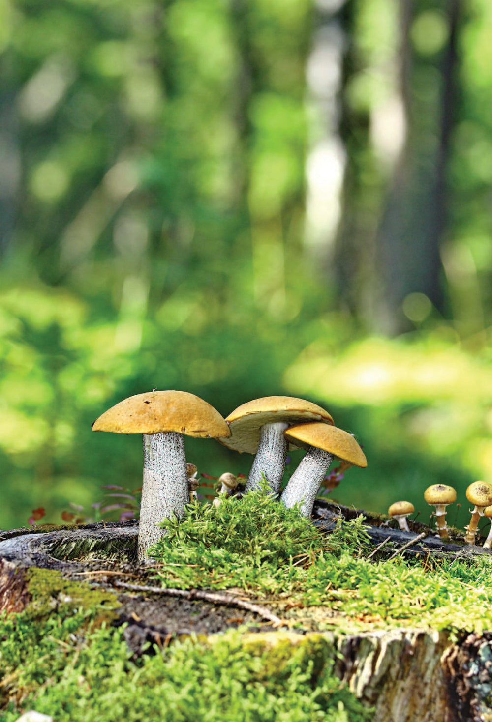 Грибы. Краткий иллюстрированный справочник