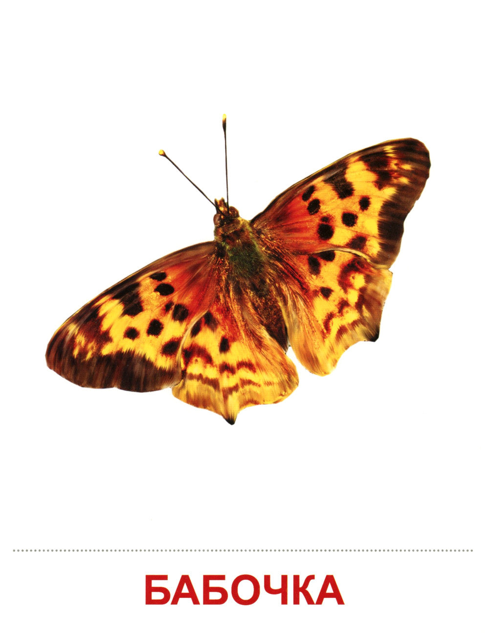 Cartes de démonstration. Насекомые. 16 cartes de démonstration avec texte sur l'article