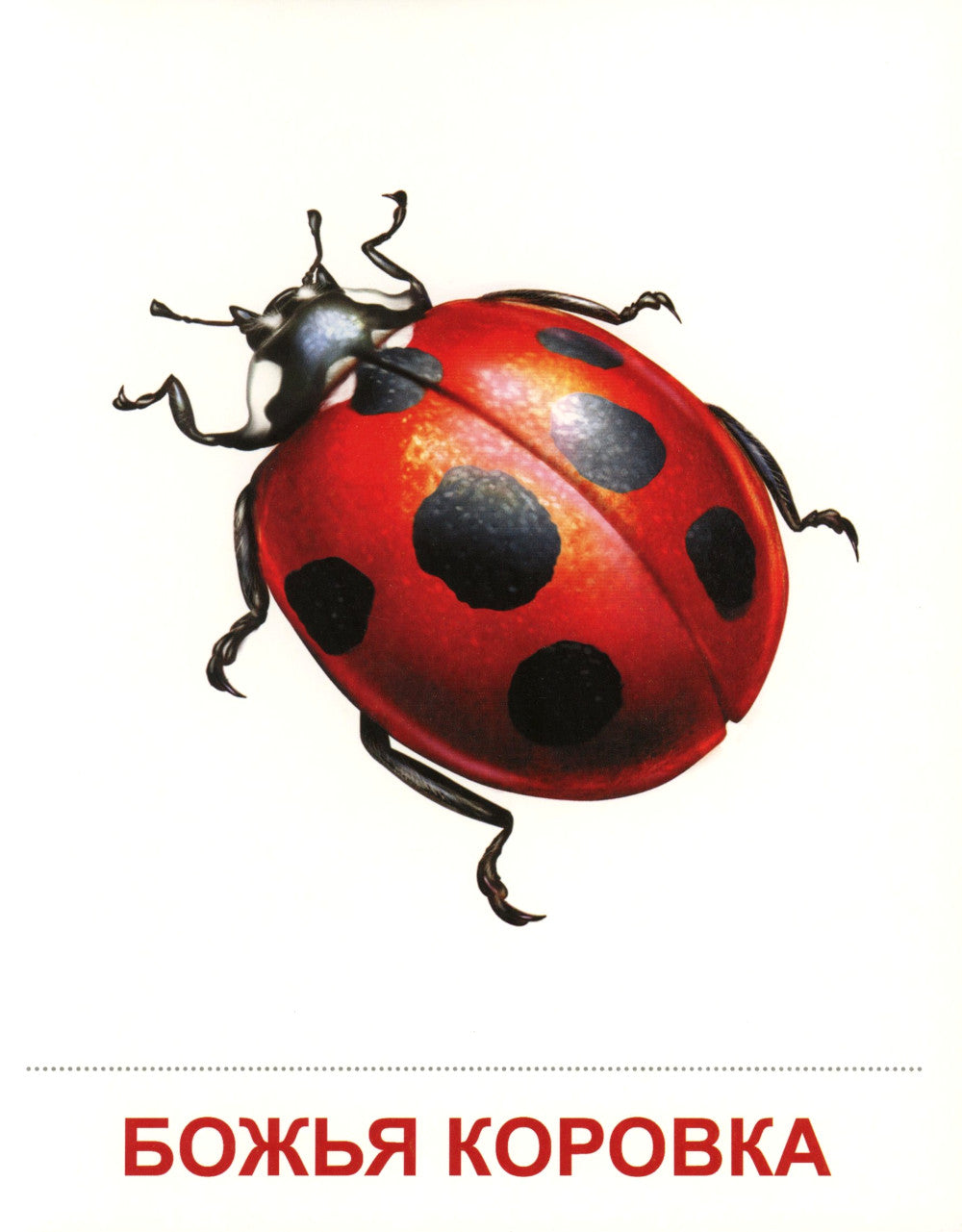 Cartes de démonstration. Насекомые. 16 cartes de démonstration avec texte sur l'article