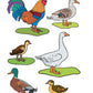 Домашние птицы и их детеныши. Дидактический материал по лексической теме. С 5 до 6 лет