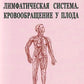 Лимфатическая система. Кровообращение у плода: Учебное пособие. 2-е изд