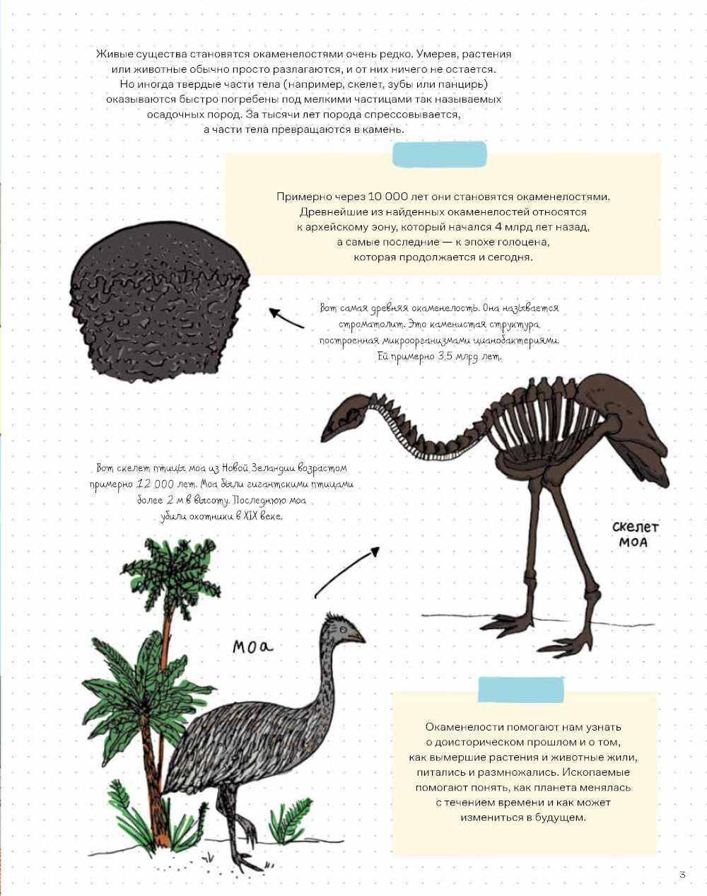 Камни и кости: Окаменелости и истории, которые они рассказывают