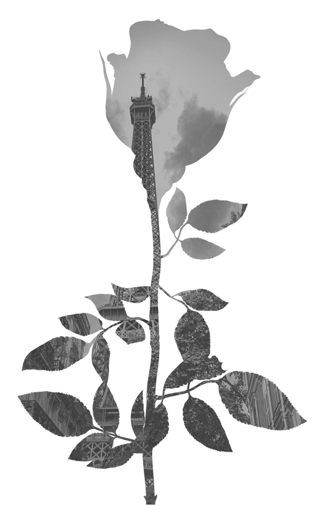 Полураскрытая роза