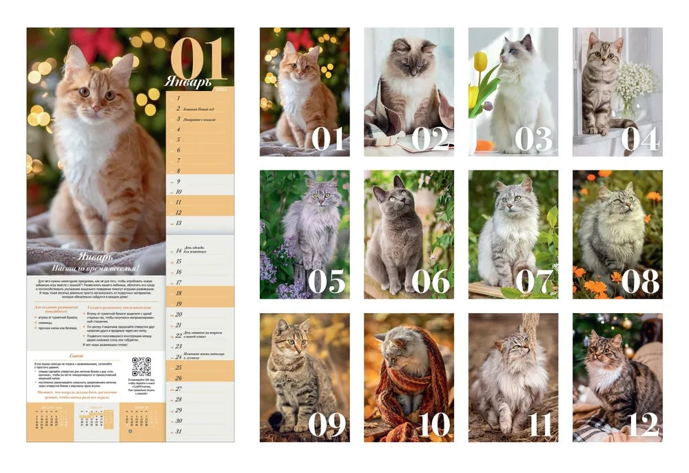 ПРО кошек: четыре сезона. Calendrier prévu pour 2025
