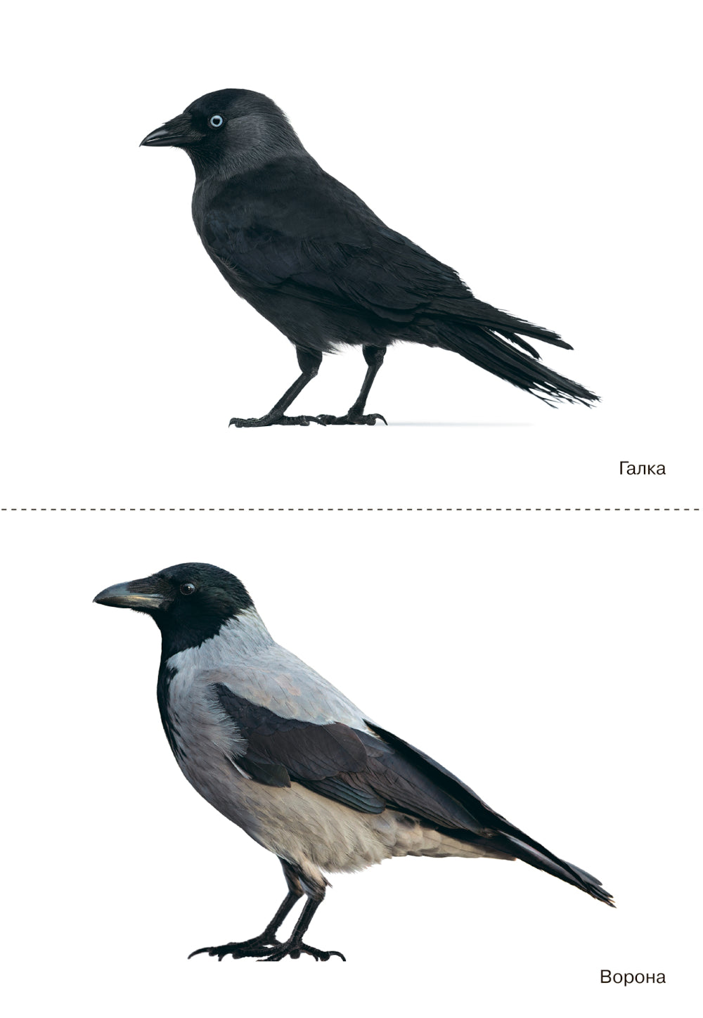 Птицы зимующие: Наглядно-дидактическое пособие