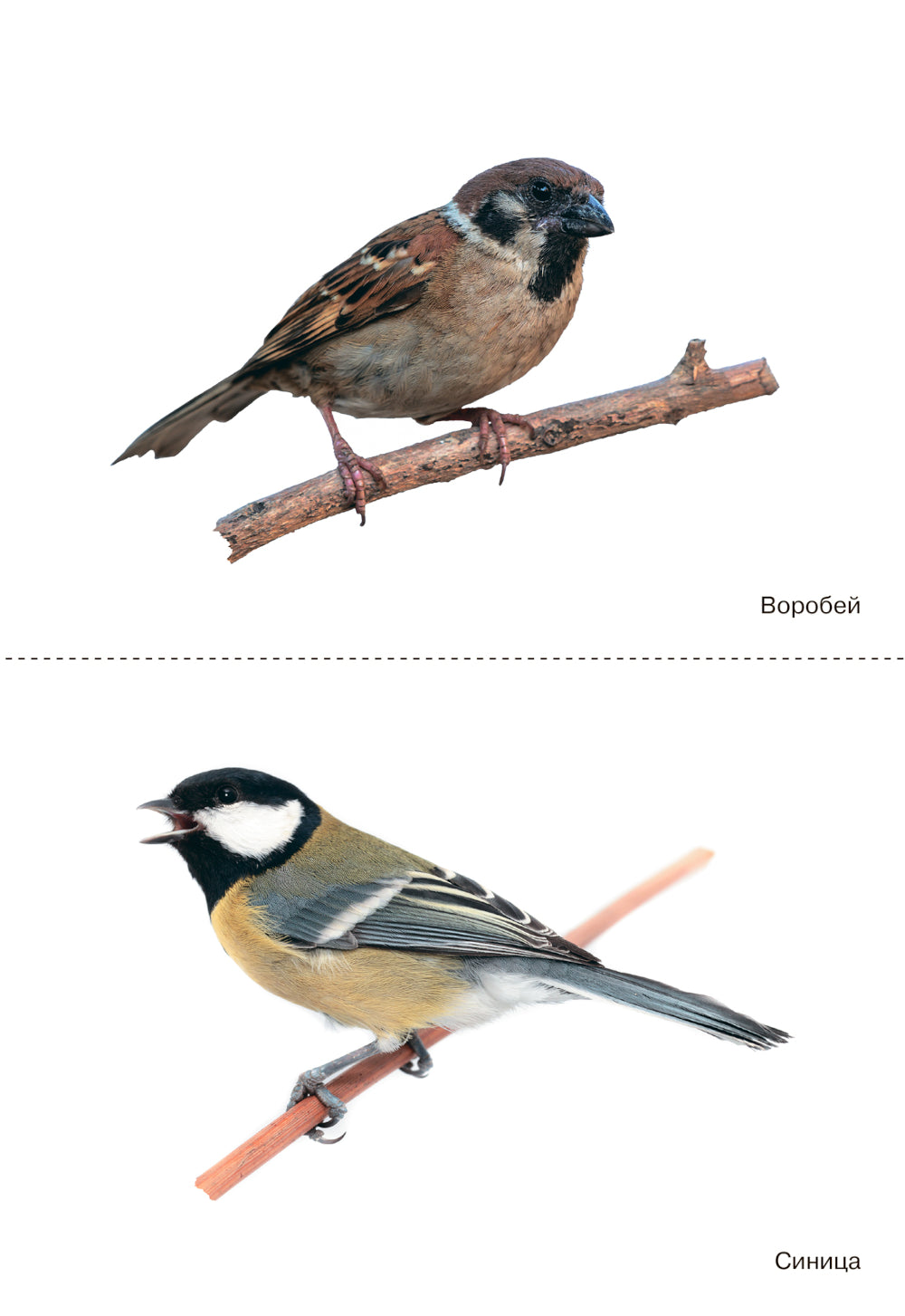 Птицы зимующие: Наглядно-дидактическое пособие