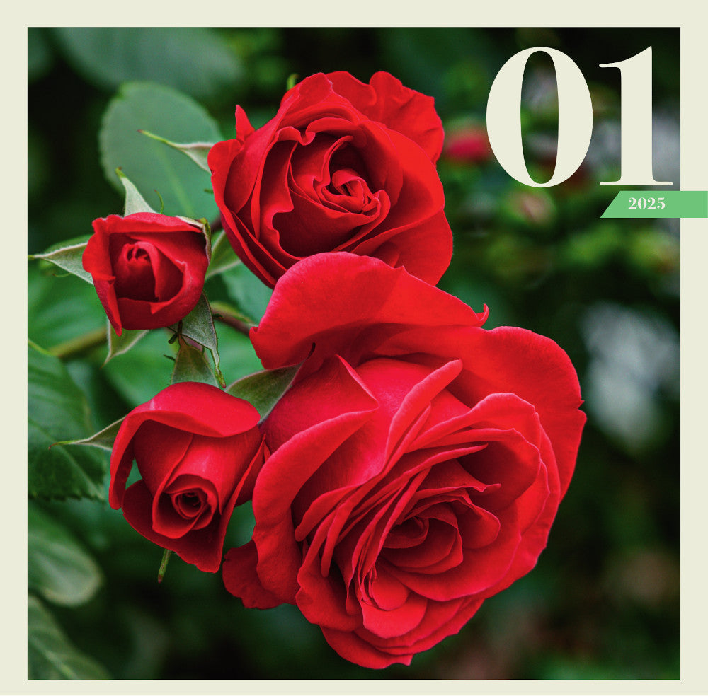 Розы. Настенный календарь на 2025 год