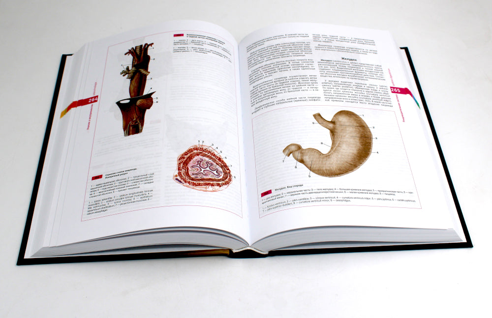 Атлас нормальной анатомии человека: Учебное пособие. 6-е изд