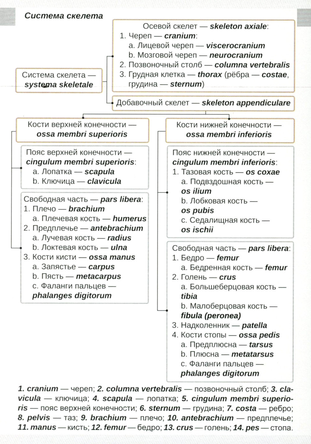 Визуальная анатомия человека. Остеология (карточки 51 шт.)