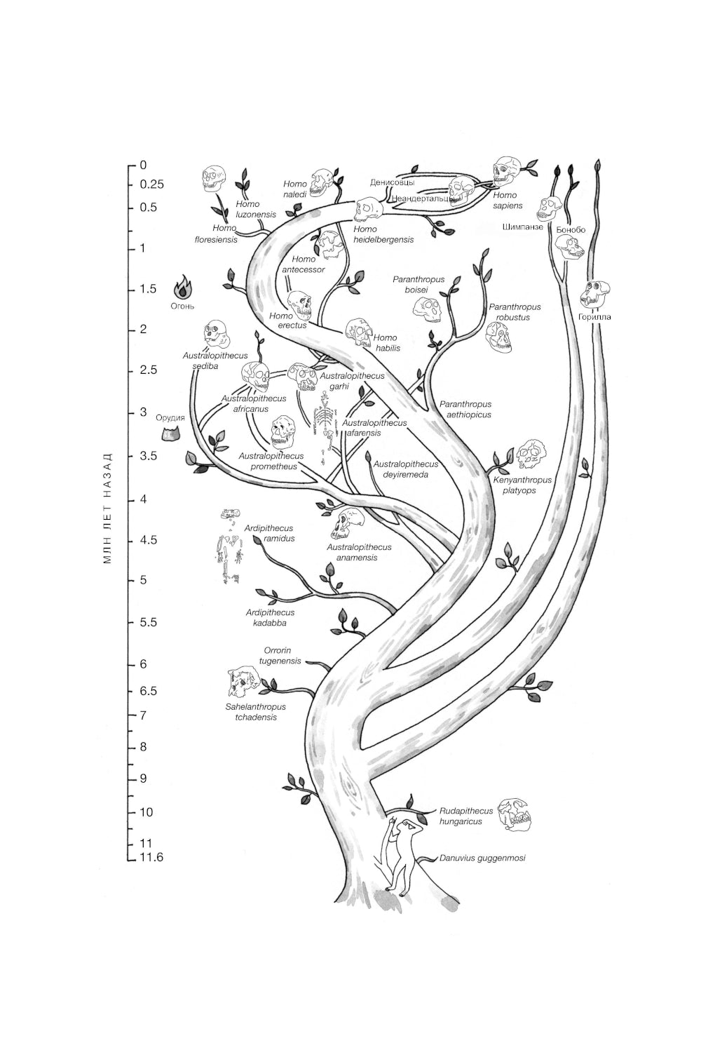 Первые шаги: как прямохождение сделало нас людей