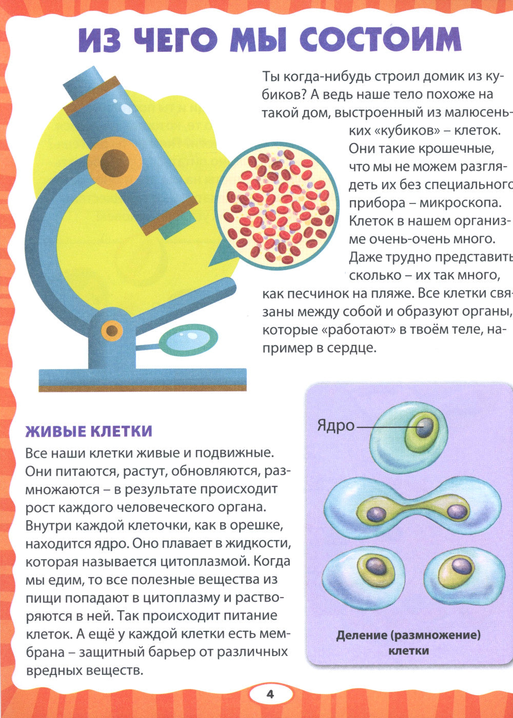Тело человека. Первая энциклопедия для малышей