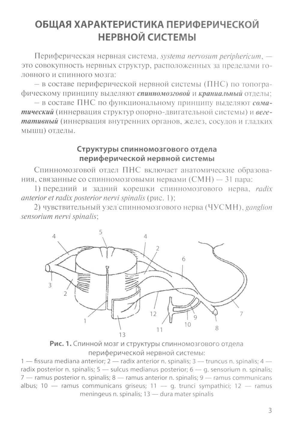 Anatomie fonctionnelle des nerfs spinaux : Utilisation pratique
