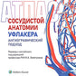 Атлас сосудистой анатомии Уфлакера. Ангиографический подход