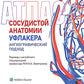 Атлас сосудистой анатомии Уфлакера. Ангиографический подход