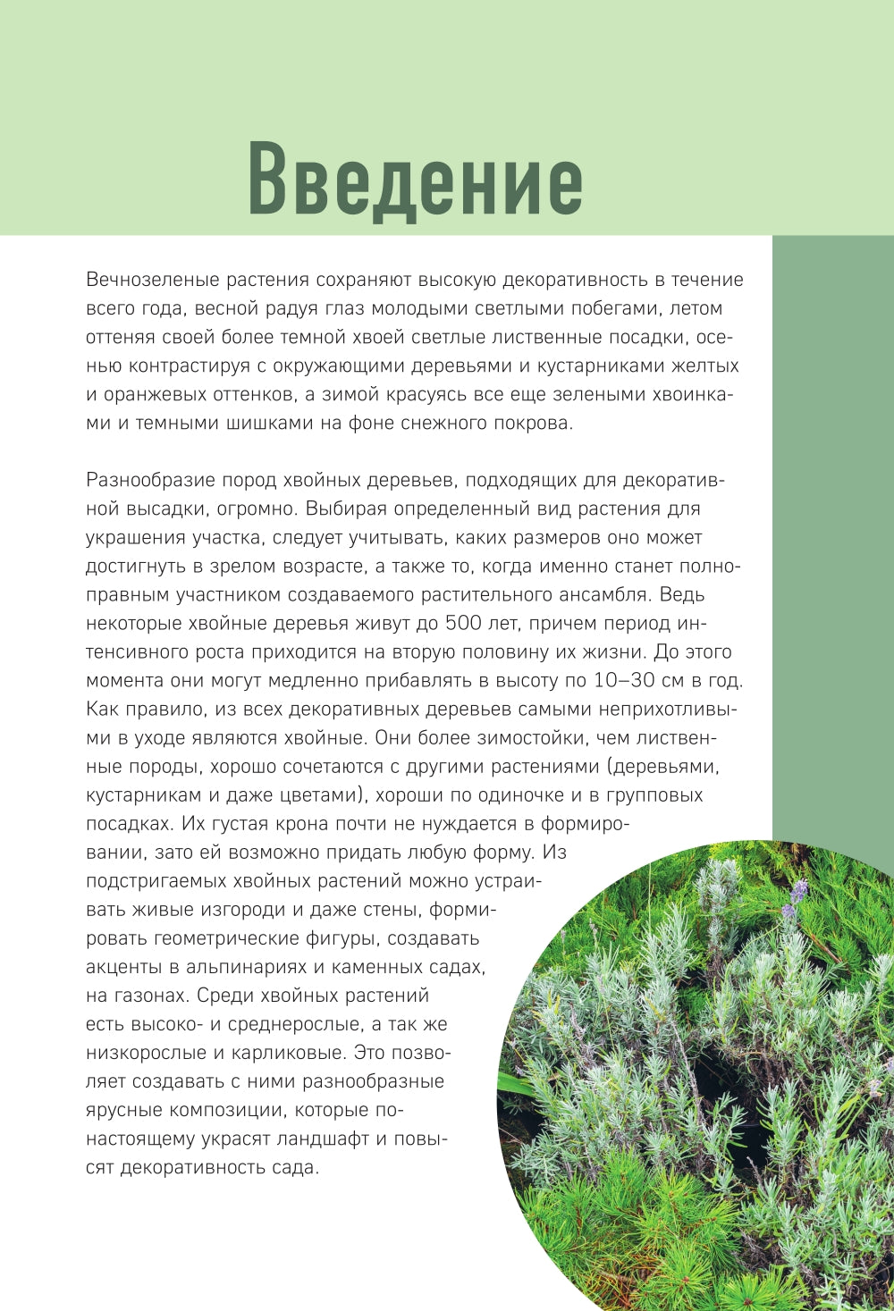 Роскошные хвойные. Виды, посадка, уход