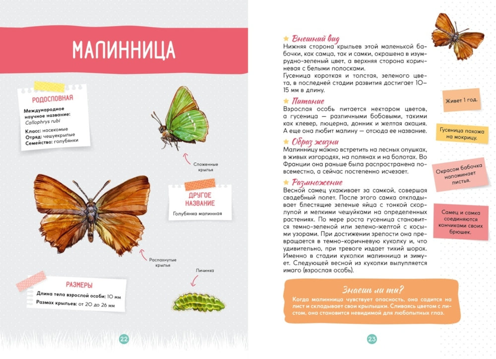 Лесные животные: Звери. Птицы. Насекомые