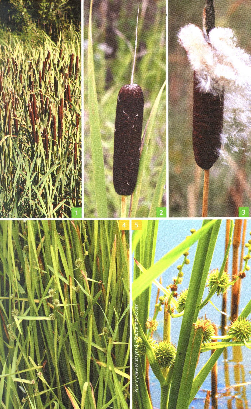 Травянистые растения средней полосы России: Фотоопределитель. 2-е изд., доп.и перераб