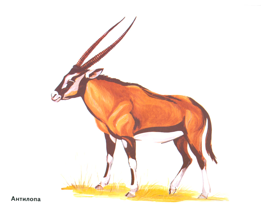 Les magasins sont situés dans les cartes. Offres spéciales pour les enseignants, les logopèdes, les hôpitaux et les hôpitaux