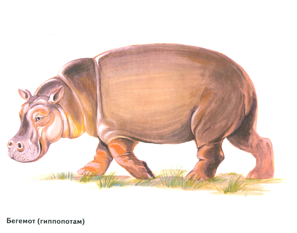 Les magasins sont situés dans les cartes. Offres spéciales pour les enseignants, les logopèdes, les hôpitaux et les hôpitaux