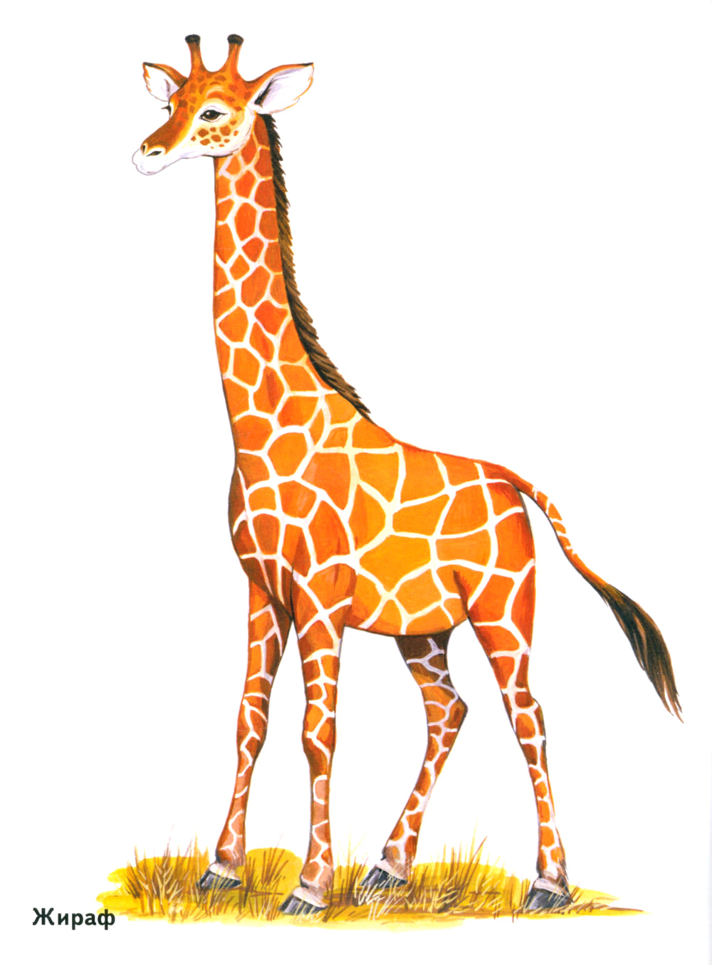 Les magasins sont situés dans les cartes. Offres spéciales pour les enseignants, les logopèdes, les hôpitaux et les hôpitaux