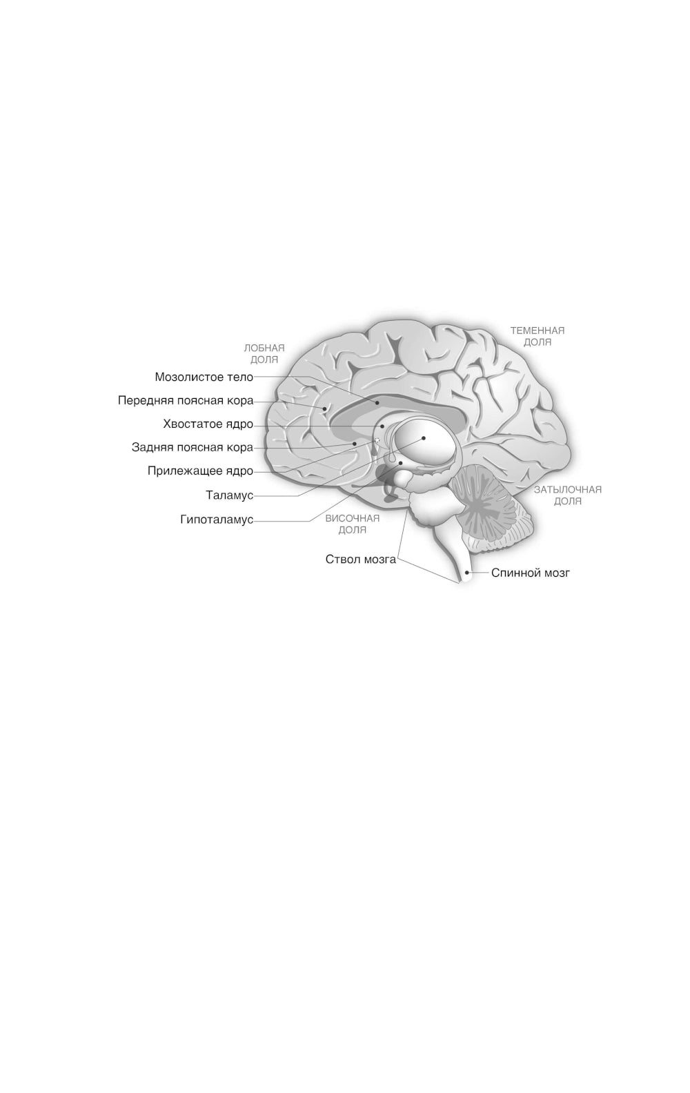 Мозг и Деньги. Как научить 100 миллиардов нейронов принимать финансовые решения