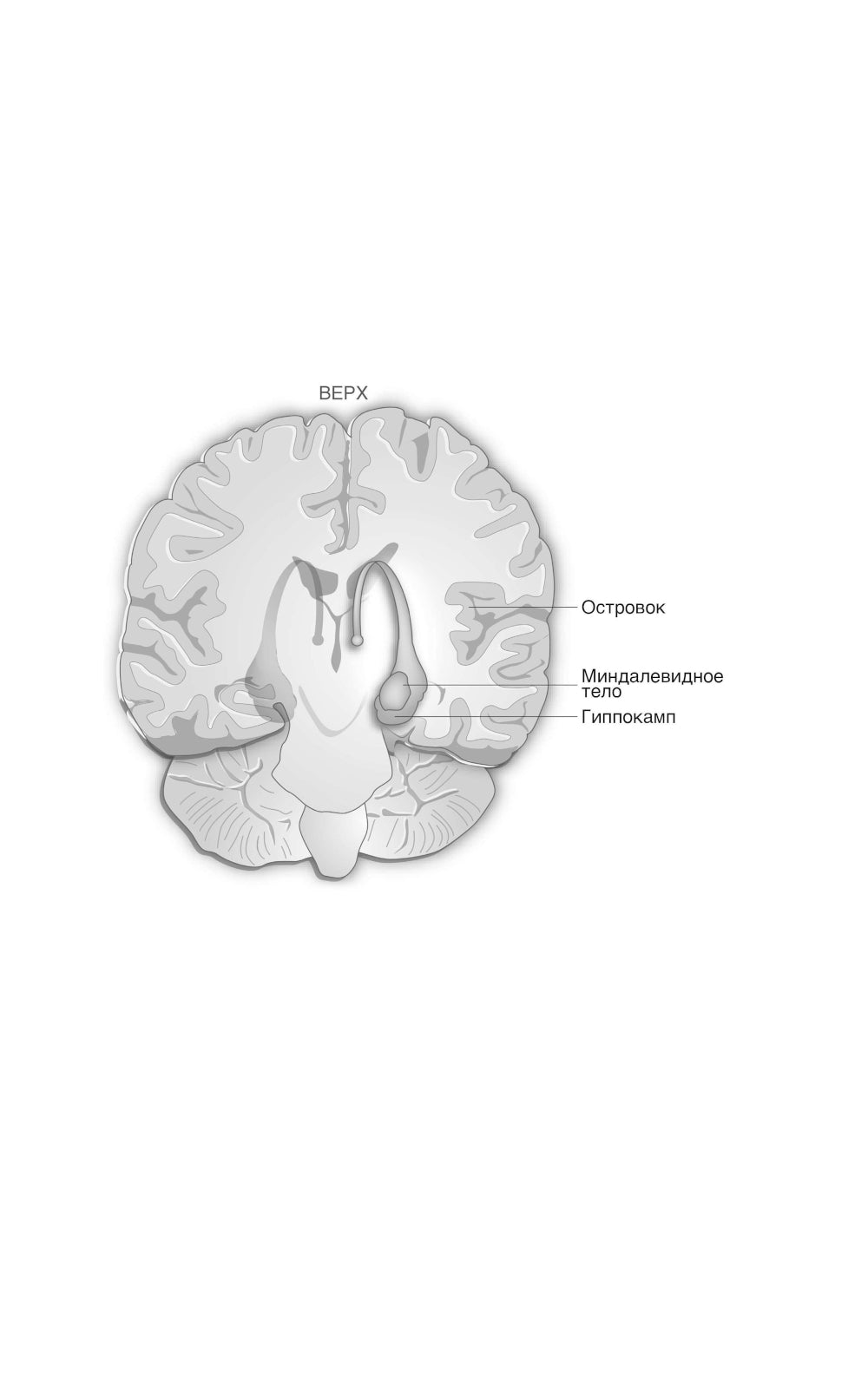 Мозг и Деньги. Как научить 100 миллиардов нейронов принимать финансовые решения