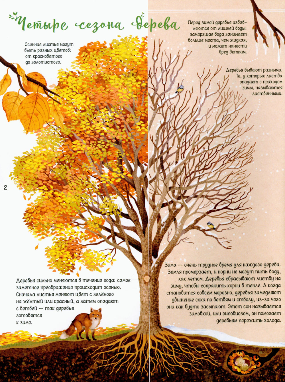 Энциклопедия деревьев мира