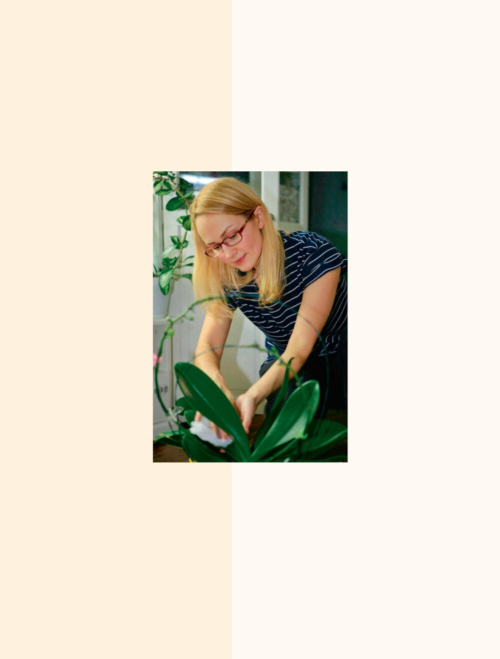 Великолепные орхидеи. Практическое руководство по уходу для начинающих