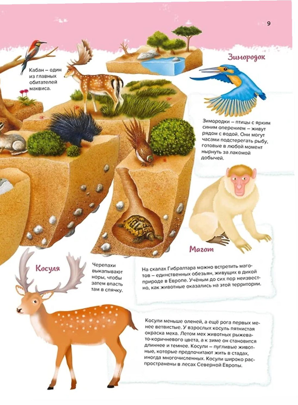 Животные. Мой первый атлас в картинках