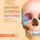 Анатомия человека. Кости черепа. Карточки + кольцо для стяжки карточек: наглядное учебное пособие