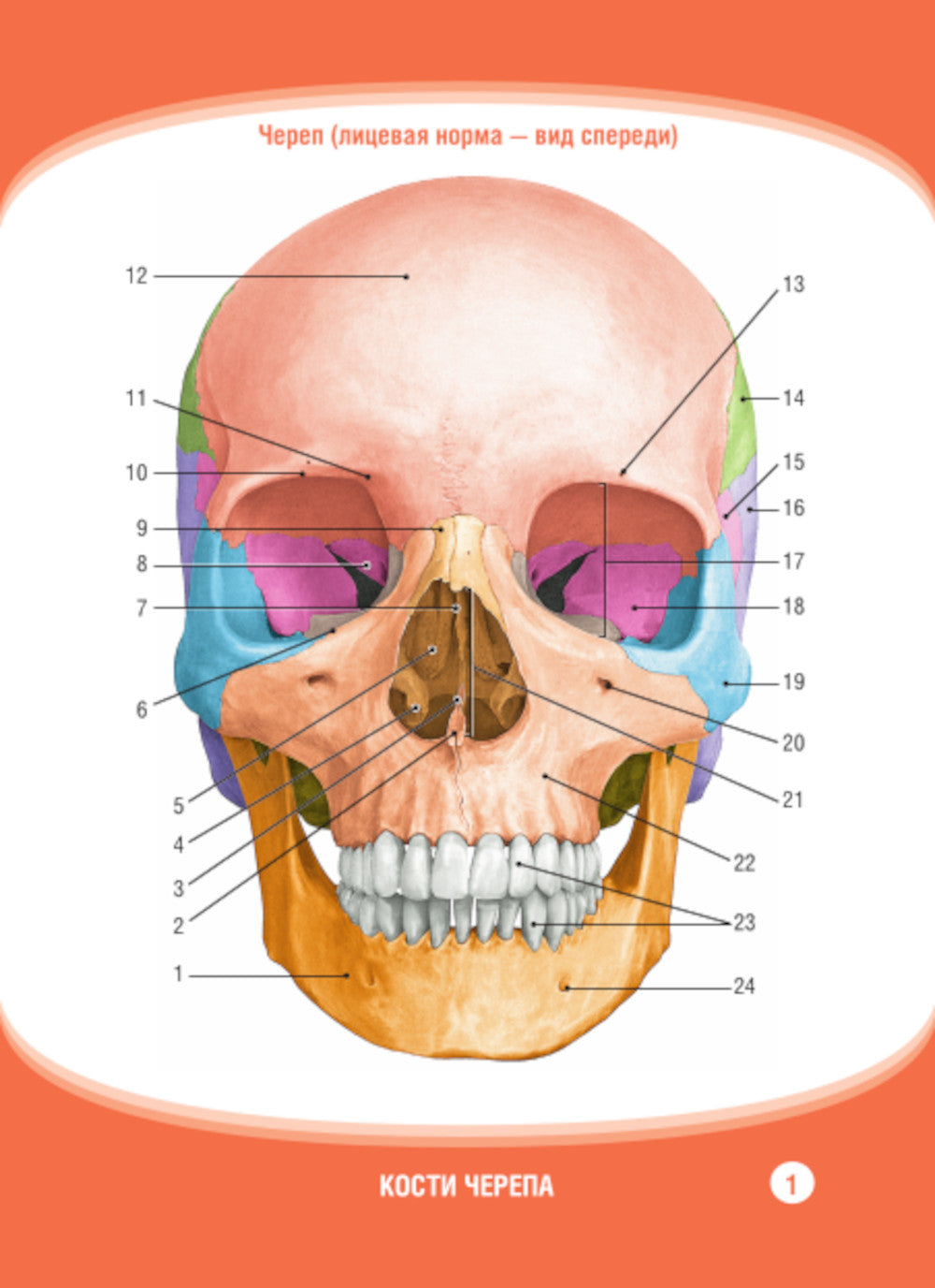 Анатомия человека. Кости черепа. Карточки + кольцо для стяжки карточек: наглядное учебное пособие