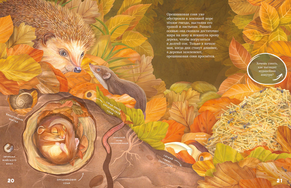 Секреты осеннего леса. Визуальная энциклопедия