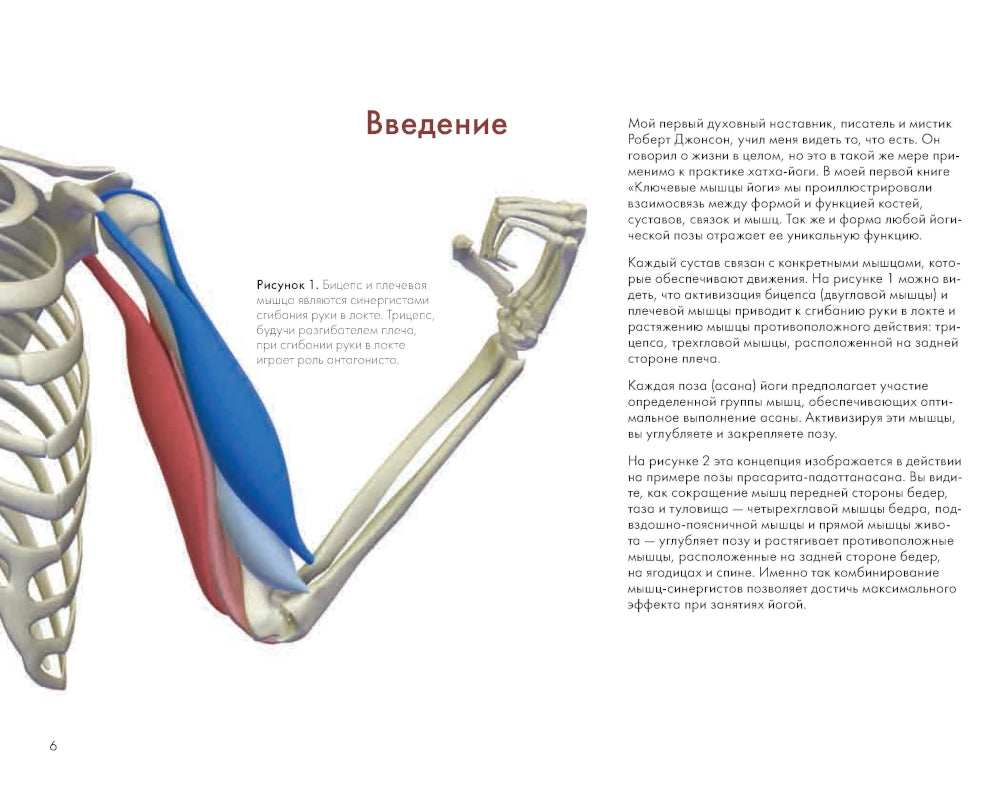 Ключевые позы йоги: Руководство по функциональной анатомии йоги