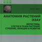 Анатомия растений Эзау: меристемы, клетки и ткани растений: строение, функции и развитие