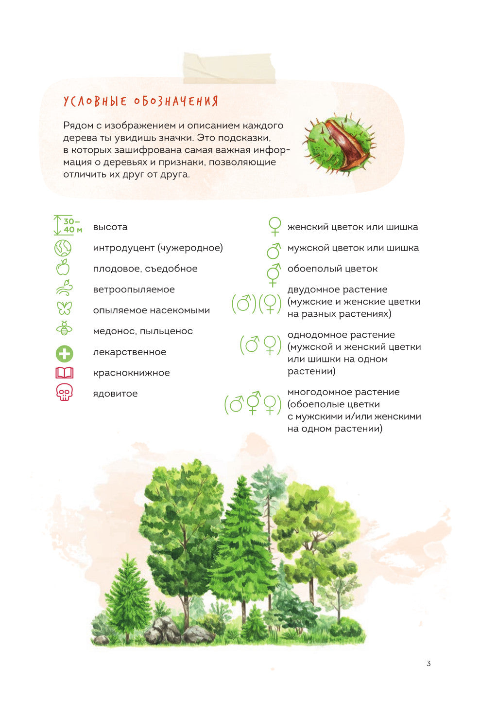 Деревья. Атлас-определитель